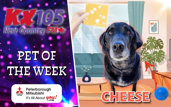 KX Pet of The Week - Cheese
