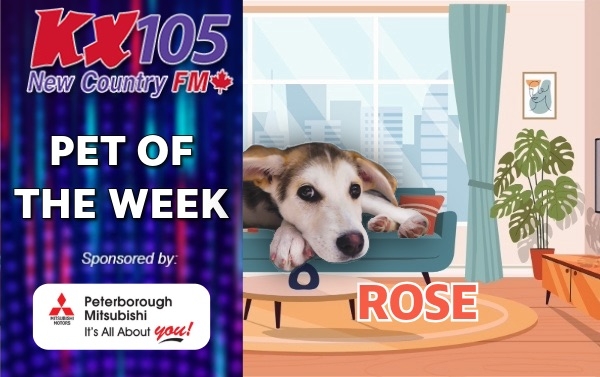 Pet of The Week - Rose 
