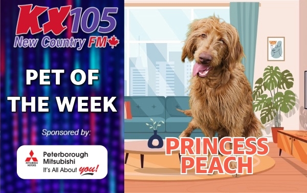 Pet of The Week - Princess Peach