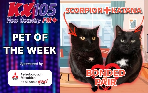 Pet of The Week - Scorpion + Katana 