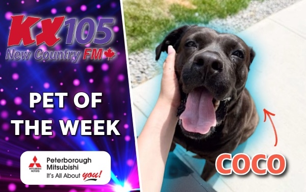 Pet of The Week - Coco